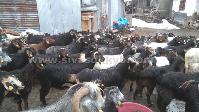 satilik 100 oglakli anac keci 50 adet erkek cepic ve 50 adet disi cepic